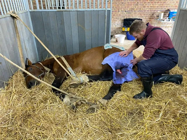 Castration, Yerville, Maxime Christophe Vétérinaire