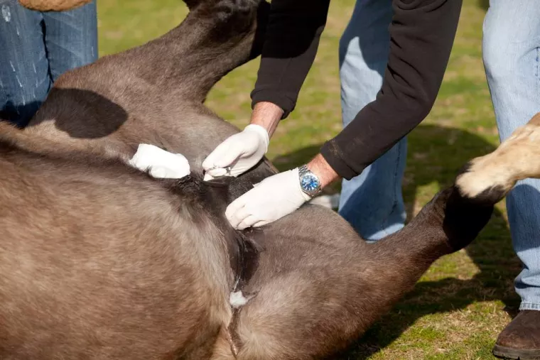Castration des équidés, Tôtes, Maxime Christophe Vétérinaire