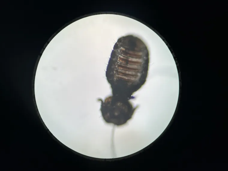 Traitement de parasites externes à Yvetot., Yerville, Maxime Christophe Vétérinaire