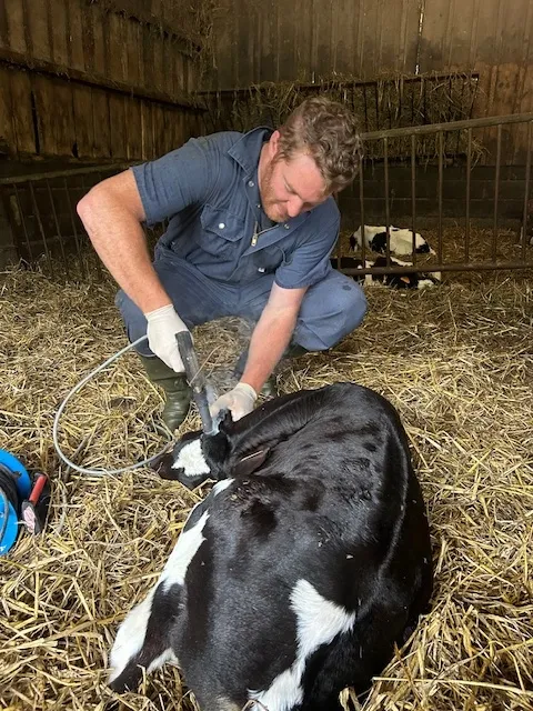 Ecornage des veaux à Drosay, Yerville, Maxime Christophe Vétérinaire
