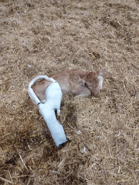 Pose d'une attelle de Thomas sur un veau blond d'Aquitaine à Yerville, Yerville, Maxime Christophe Vétérinaire