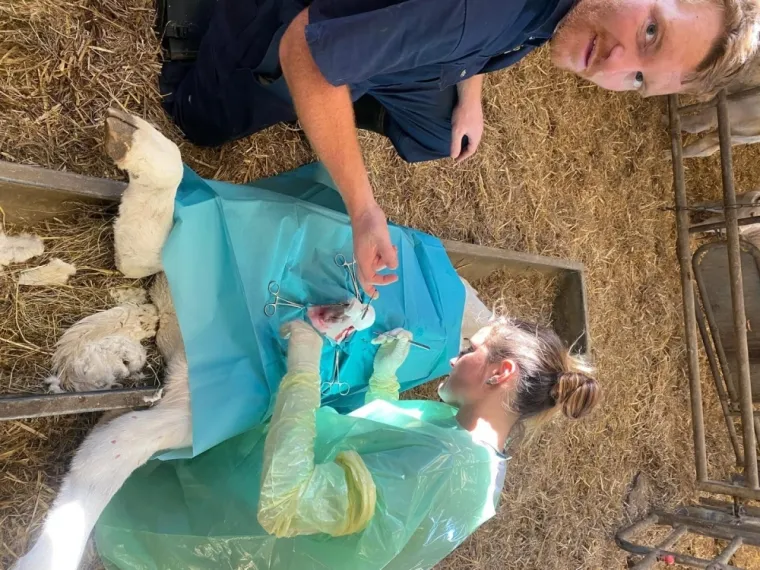 Opération d'une hernie ombilicale sur un veau à Etaimpuis, Yerville, Maxime Christophe Vétérinaire